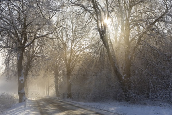 Snow-covered road, wintry avenue with fog and sun near Neukloster, Mecklenburg-Vorpommern, Germany, Europe