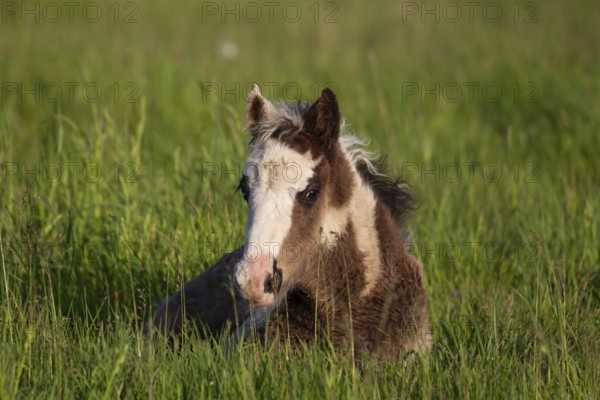Horse (Equus caballus) juvenile baby foal sitting in a grass field, England, United Kingdom, Europe