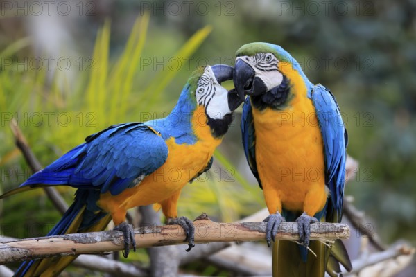 Yellow-breasted Macaw (Ara ararauna), adult, in perch, pair, social behaviour, South America