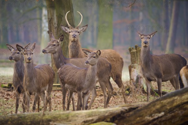 Red deer (Cervus elaphus), group of hinds with a young stag in the forest, quiet atmosphere, Germany, Europe