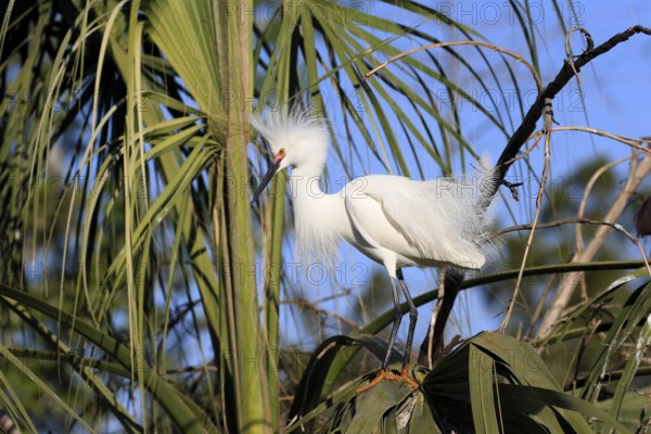 Great Egret (Egretta thula), adult, in breeding plumage, during breeding season, on tree, St. Augustine, Florida, North America, USA, North America