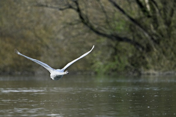 Mute swan (Cygnus olor), juvenile in flight over Flax Lake, Switzerland, Europe
