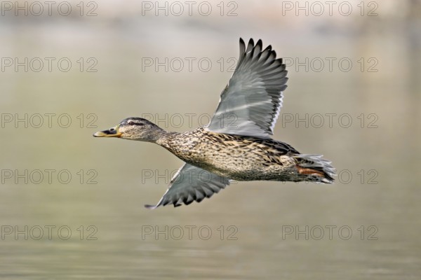 Mallard (Anas platyrhynchos), female in flight, Flachsee, nature reserve, Reusstal, Canton Aargau, Switzerland, Europe