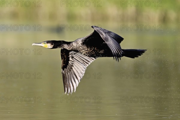 Cormorant (Phalacrocorax carbo), in flight, shallow lake, nature reserve, Reuss valley, Canton Aargau, Switzerland, Europe