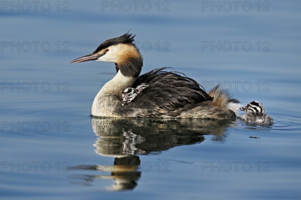 Great Crested Grebe (Podiceps Scalloped ribbonfish), with chicks in plumage swimming in the water, Lake Zug, Canton Zug, Switzerland, Europe