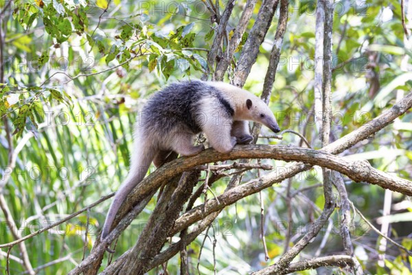 Southern tamandua (Tamandua tetradactyla) Pantanal Brazil