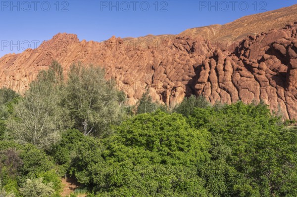 The impressive cliffs in the Dades Gorge. A tree stands in the centre of a field with a rocky hill in the background