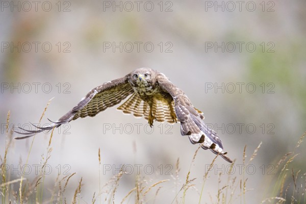 Common buzzard (Buteo buteo) Germany