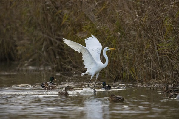 Great White Egret (Egretta alba) Germany