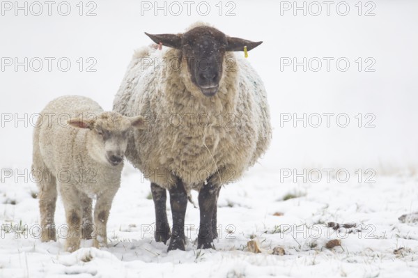 Domestic sheep (Ovis aries) adult mother ewe and juvenile baby lamb farm animals in a snow covered field in winter, England, United Kingdom, Europe
