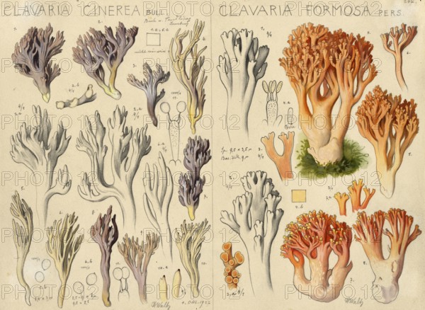 Mushroom, fungi, Clavaria cinerea, called grey coral, Grey Coral and pink coral mushroom or beautiful Clavaria, Ramaria formosa, syn. Clavaria formosa, authentic reproduction of an illustration by Hans Walty (1868-1948) from about 1915, historical
