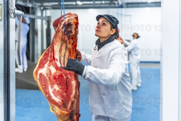 Cacuasian adult woman working in a meat factory transporting pieces of meat hanging in a cold room