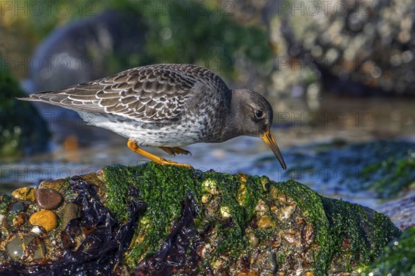 Purple sandpiper (Calidris maritima) in non-breeding plumage showing camouflage colours among rocks on rocky shore along the North Sea coast in winter