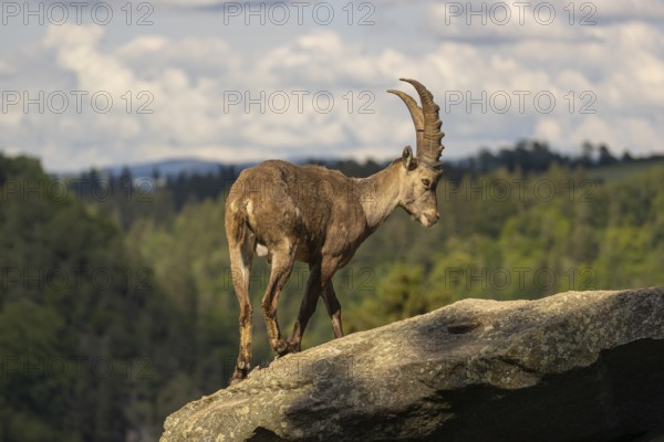 One adult male ibex (Capra ibex) standing on a rock. A forest in the background