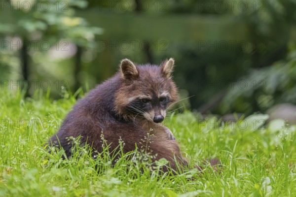 One adult Raccoon, Procyon lotor, walking out of a bush onto a green meadow