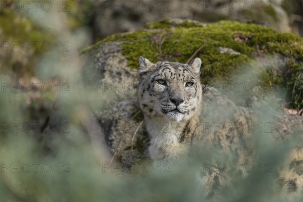 One adult snow leopard (Panthera uncia) standing between rocks on hilly ground surrounded by green vegetation