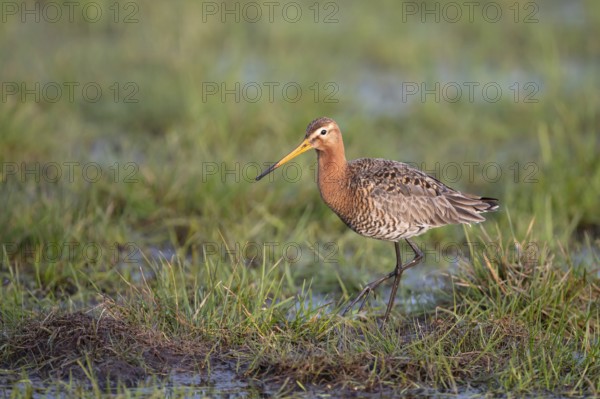 Black-tailed godwit (Limosa limosa), in a wet meadow, Ochsenmoor, Dümmer, Lemförde, Lower Saxony, Germany, Europe