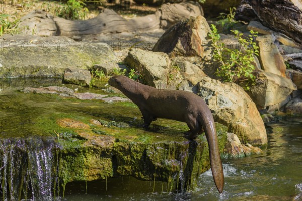 One giant otter or giant river otter (Pteronura brasiliensis) jumps out of the river onto a mossy rock at a little cascade
