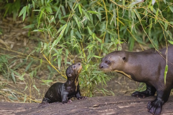 A two-year-old giant otter or giant river otter (Pteronura brasiliensis) cares for a 2-month-old sibling