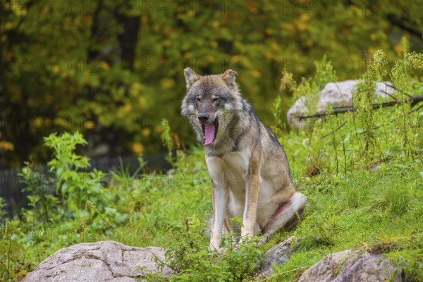 An adult male eurasian gray wolf (Canis lupus lupus) sits on a green meadow on hilly terrain