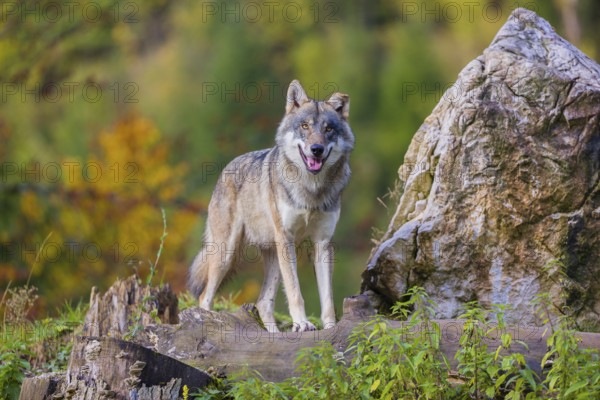 One eurasian gray wolf (Canis lupus lupus) stands on a log in front of a rock between green vegetation, observing the area. Intensive fall colours in the background