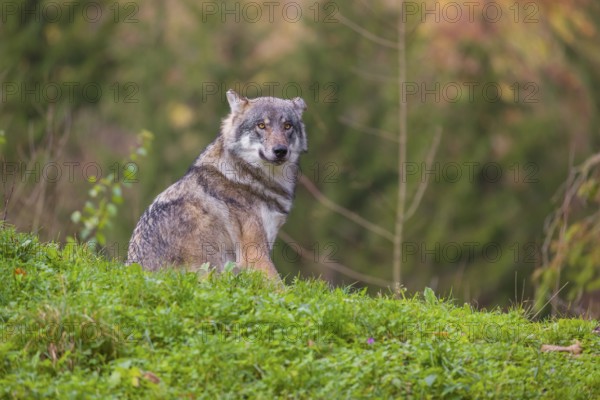 An adult male eurasian gray wolf (Canis lupus lupus) sits on a green meadow on hilly terrain, looking back. A common raven (Corvus coral) is sitting in a tree behind him