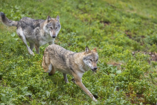Two adult eurasian gray wolves (Canis lupus lupus) walking through the green undergrowth at a forest edge