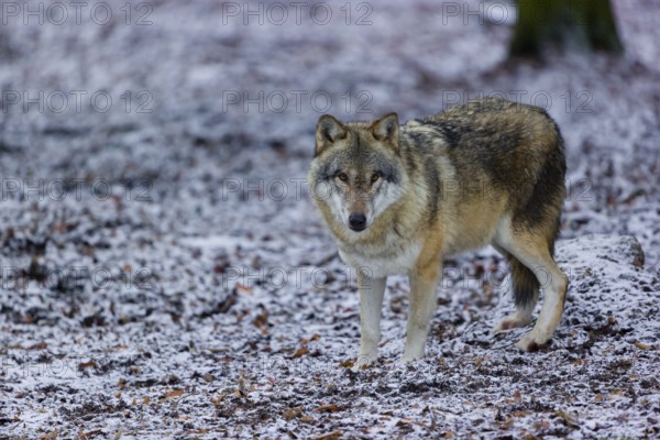 One eurasian gray wolf (Canis lupus lupus) stands on a snowy meadow in an open forest