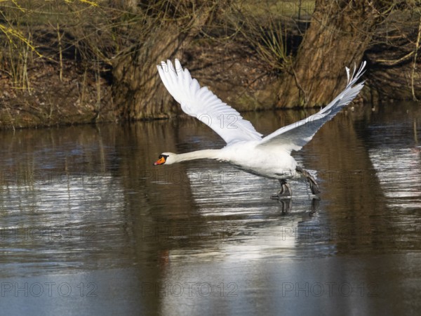 Mute Swan (Cygnus olor), male bird, taking off, nearly in flight across a frozen lake, Hesse, Germany, Europe