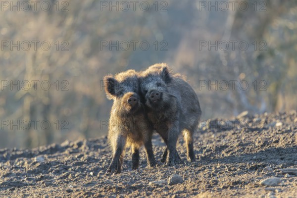 Two young wild boars (Sus scrofa) play fighting and dominance on a frozen field on a sunny day. A forest can be seen in the background