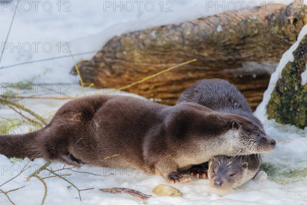 On a sunny day two otters (Lutra lutra) sit in the snow in front of a root of a dead tree
