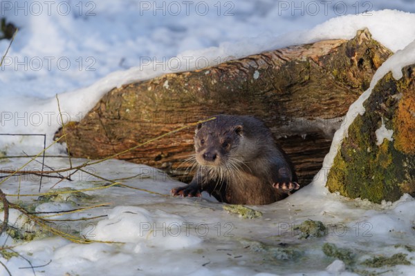 On a sunny day, an otter (Lutra lutra) leaves the river through a hole in the ice hidden under the root of a dead tree