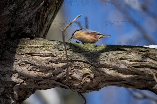 A nuthatch (Sitta europaea) sitting on a branch and looking for food, Magdeburg City Park, Magdeburg, Saxony-Anhalt, Germany, Europe