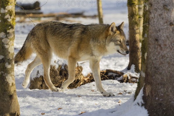 An adult female grey wolf (Canis lupus lupus) walks across the snowy forest floor on a cold, sunny day