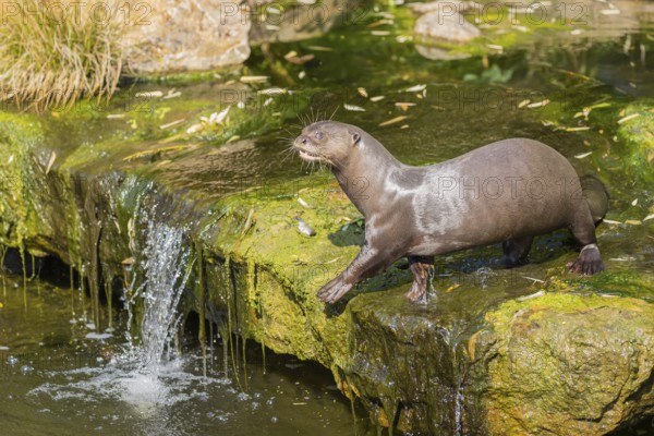 One giant otter or giant river otter (Pteronura brasiliensis) standing above a little cascade on a mossy rock