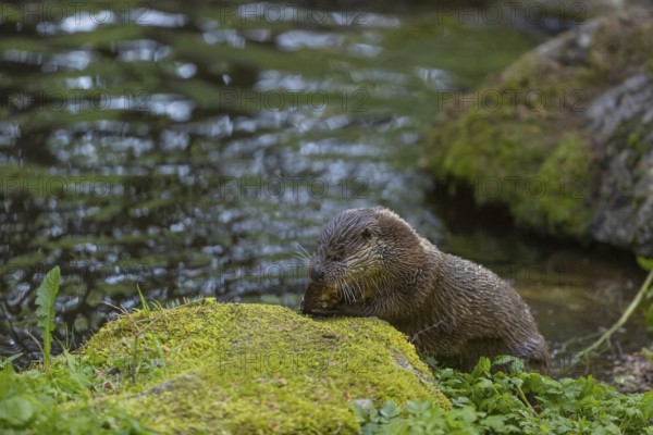 One Eurasian otter (Lutra lutra), sitting on a mossy rock and eating a fresh caught fish