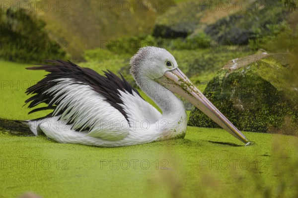 An Australian pelican (Pelecanus conspicillatus) swims in a duckweed-covered pond