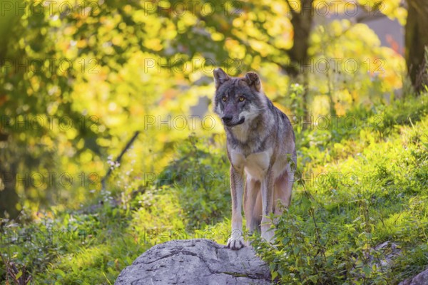 A eurasian gray wolf (Canis lupus lupus) stands on a hill with a colourful fall foliage in the background