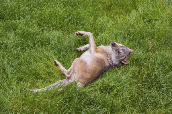 An adult male eurasian gray wolves (Canis lupus lupus) rolls on a meadow to strip off the winter fur