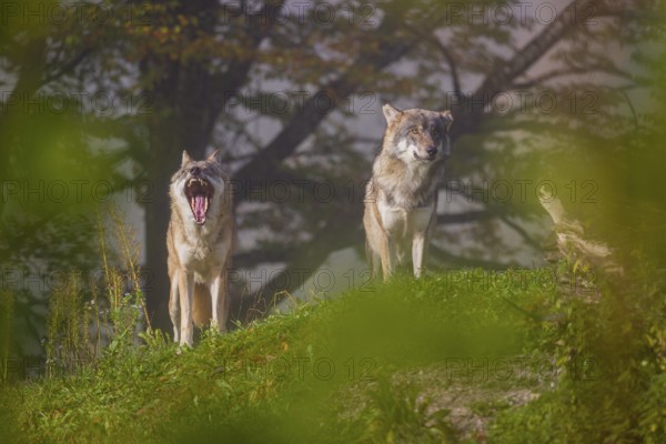 Two Eurasian gray wolves (Canis lupus lupus) stand on a foggy day, framed by leaves, on a hill between rocks and rotting tree trunks