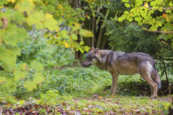 A eurasian gray wolf (Canis lupus lupus) stands in the green undergrowth at a forest edge