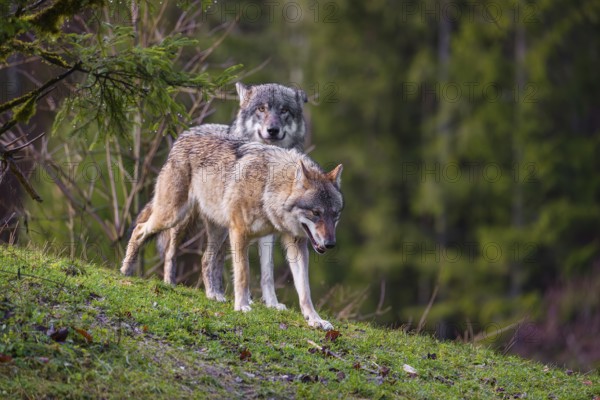 A female eurasian gray wolf (Canis lupus lupus) runs across a meadow down a hill, past a male wolf standing there