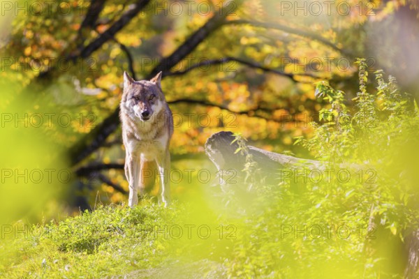 A Eurasian gray wolf (Canis lupus lupus) stands, framed by leaves, on a hill between rocks and rotting tree trunks. Behind it lies a forest in intense autumn colors