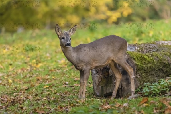 One young Roe Deer buck, (Capreolus capreolus), stands on a meadow. A tree in fall foliage is in the background