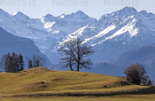 Group of trees, snow-covered mountains of the Allgäu Alps in the background, near Schöllang, Oberallgäu, Allgäu, Bavaria, Germany, Europe