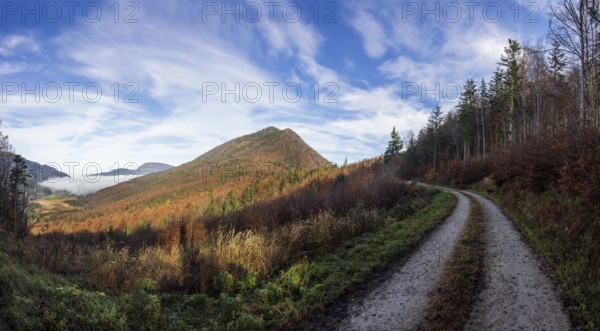 Forest road through the forest with a view of the Schwarzenberg, Puch bei Hallein, Osterhorngruppe, Salzburg province, Austria, Europe