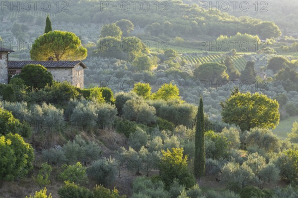Tuscan landscape next to greve in Chianti and Montefioralle, country estate with vineyards, forests, olive trees and cypresses in Chianti, sunset, Chianti Region, Tuscany, Italy, Europe
