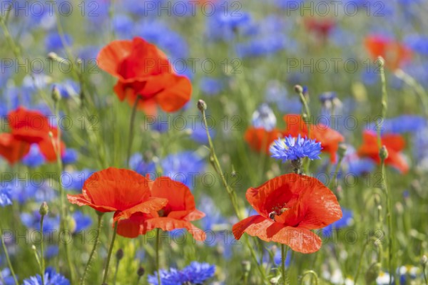 Cornflowers (Centaurea cyanus) and poppies (Papaver) blooming at the edge of a faded rape field (Brassica napus), Saxon Elbland, Saxony, Germany, Europe