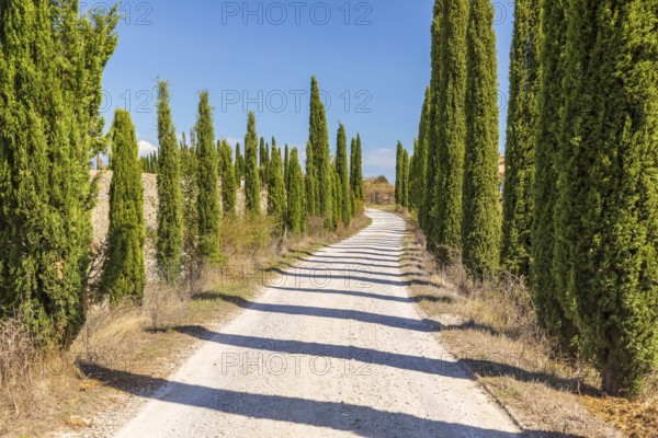 Avenue of cypress trees (Cupressus sempervirens) near Siena, Tuscany, Italy, Europe