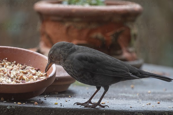 Female blackbird (Turdus merula) at a bowl of flowers with food, Bavaria, Germany, Europe